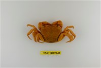 藏品(拉氏清溪蟹)的圖片